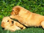 Golden Retriever Puppies Playing
