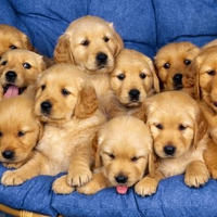 Golden Retriever Puppies