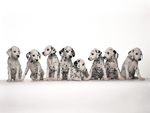 Dalmation Puppies Lined Up