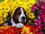 Spring Scents Basset Hound