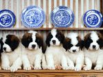 Saint Bernard Puppies