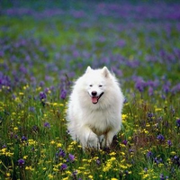 Romping in the flowers