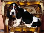 Basset Hound