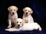 Three Cute Labrador Puppies