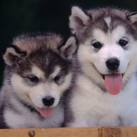 Alaskan Malamute Puppies