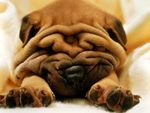 Wrinkled Pug
