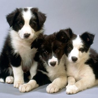 Black and white Border collie pups