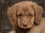Nova Scotia Duck Tolling Retriever