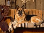 Country Canine - German Shepherd