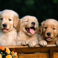 Friends Forever - Golden Retriever Puppies