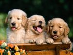 Friends Forever - Golden Retriever Puppies