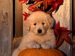 Halloween - Golden Retriever Puppy