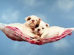 Two Puppies in a Hammock