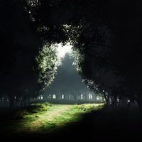 Dark Forrest