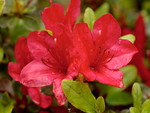 azaleas