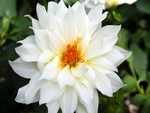 Beautiful white flower