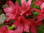 Spring flowers -azalea