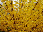 Spring golden flowers