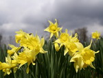 daffodil spring sky