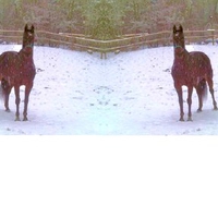 justins horse in the snow