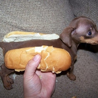 Wiener dog