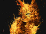 Cat on Fire