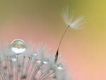 Dandelion