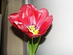 Red Tulip