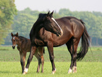 Mother and Foal