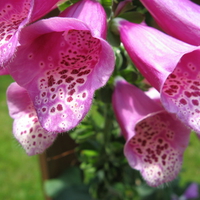 Foxglove