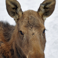 Here's Looking at you