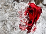 Frozen Rose