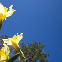 blue sky yellow flower