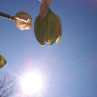 sun and buds