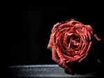 Dried Rose