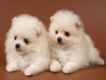 Adorable Dogs