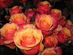 Amazing roses