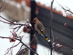 Waxwing