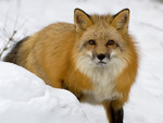 The Fox in Winter