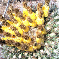 Cactus Fruit
