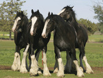 clydesdales