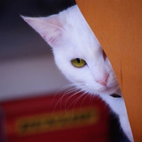 white cat