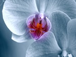 Blue orchid