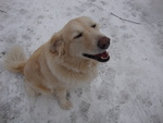My Golden Retriever Gidget