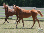 2 Arabians