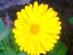 Yellow daisy