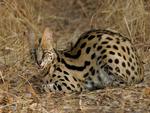 The Serval Cat