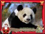 Panda Claus