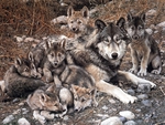 The Family Picture of Wolves