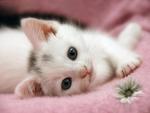 Cute Kitten